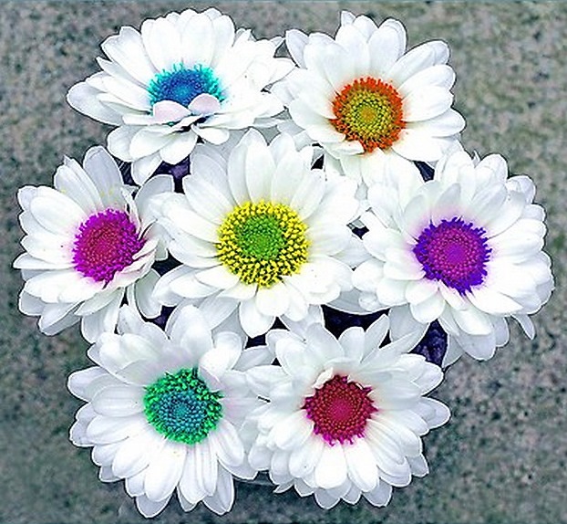 Daisies bridal bouquet